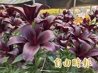 阿里山百合花季登場！100種盛開 隱藏版神似iPhone 18 Pro勃根地紅
