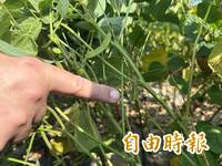 苗縣頭份後龍大豆遭8、9月雨害 農業部公告每公頃救助2.8萬