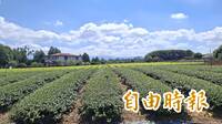 名間茶菁價格慘跌掀危機！議員急追對策 許淑華︰續推多元行銷