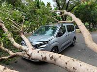 薔琵強風倒樹砸中新車 車主嘆：平安就好