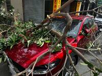 生死差5秒！彰化男開車前突尿急 下車上廁所「路樹瞬間砸爛轎車」