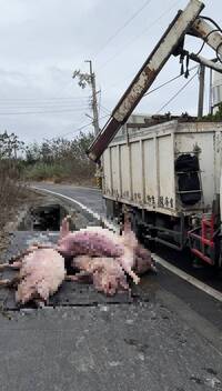 10秒鐘70頭豬遭電死  業者驚恐：薔琵颱風若帶來大雨恐電死人
