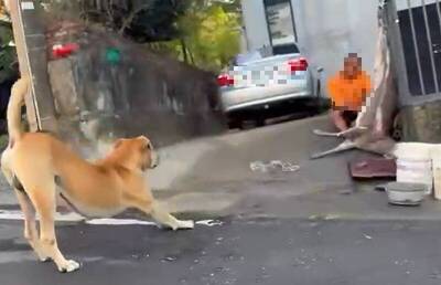 獨家》墾丁國家公園驚見野蠻行為！村民光天化日路邊宰殺梅花鹿