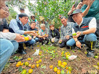 薔琵颱風農損累計已1.5億 雲林縣最慘、蒜頭少5000萬