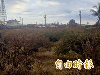 中央山脈擋不住！薔琵10級陣風挾「鹽霧」 恆春作物枯農民哭