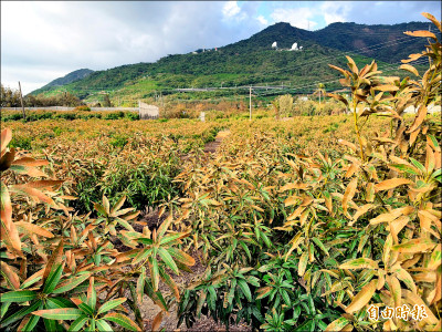 《薔琵釀鹽害》恆春半島5農作損害 符合天災救助