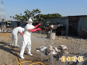 雞隻禽流感處高風險 鵝幾乎快死絕