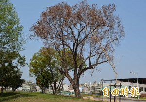 台中坪林森林公園老樟紛枯死 民憂遭人下毒手