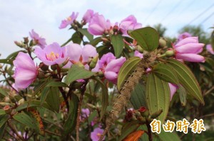 野牡丹的春天正當時 花滿高士體驗原味