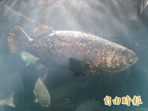 神奇！龍膽石斑與黑鯛 成長過程會變性