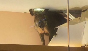 香港野豬街頭亂竄 闖店撞人還爬天花板