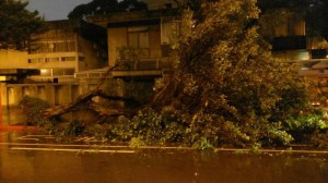 北市重慶南路路樹倒塌 壓傷一名婦人