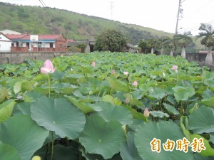清水下湳里賞荷勝地 荷花綻放