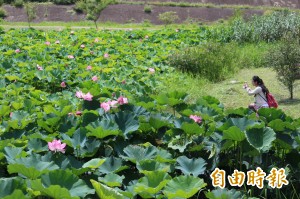 賞完五月雪 竹東荷花新嬌點