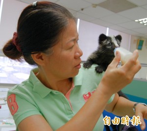 保育白鼻心寶寶找不到媽 農業局人員充當保母餵奶