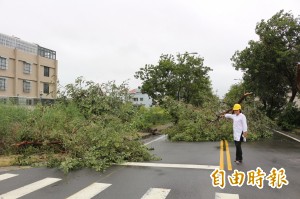 斗六市棒球場特區 路樹大量傾倒