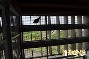 「你的鴿見不到明天太陽 」飛鴿傳書勒贖200萬