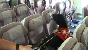 緝毒犬變偵爆犬  今「粉墨初登場」