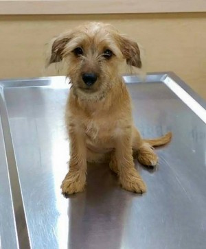 愛犬託她寄養 竟PO假走失文想侵占