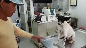 狠心人農藥毒狗 農民痛失5隻愛犬