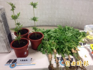 上網學種大麻 還沒賣就被逮 社會 自由時報電子報