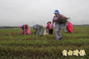 老鷹也要食安！ 老鷹紅豆低溫抗雨採收