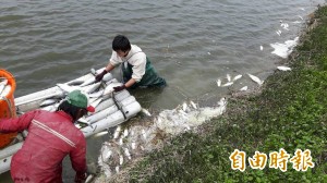 寒害影響 魚塭變虱目魚墳場