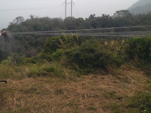 2阿公級擄鴿嫌犯被逮 鴿主大罵：真是太夭壽