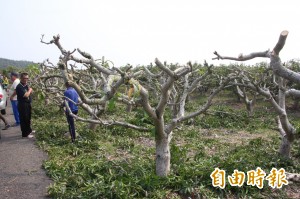 寒害！ 芒果園慘「剃頭」 果農擦眼淚拚明年