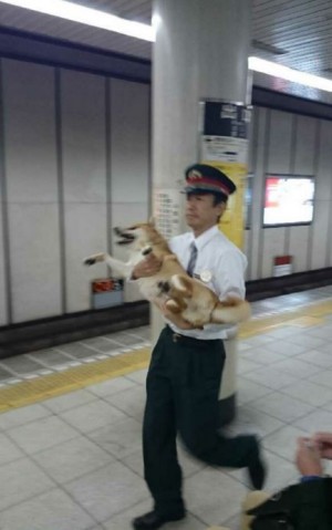 柴犬逃票中！ 站務員連忙「抱緊」處理