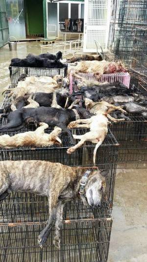 流浪狗悲歌！死亡犬隻增至43隻僅2隻植入晶片