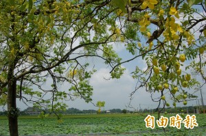 品蓮賞荷 阿勃勒、蓮花齊迎賓