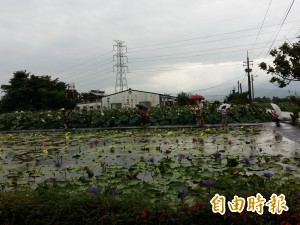 白河蓮花未受風災影響 遊客雨中賞花直呼好美