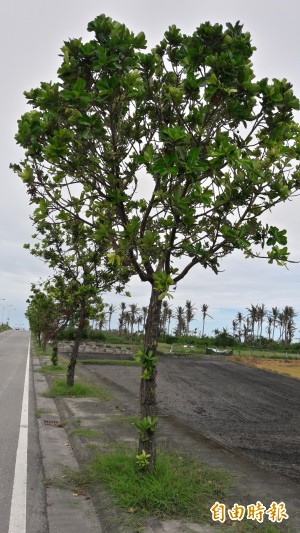 樹之強者抗風第一名瓊崖海棠 地方 自由時報電子報