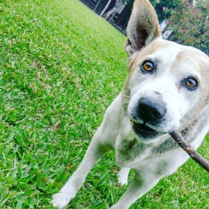 老校犬守護校園15年離世 社團批校方當垃圾處理