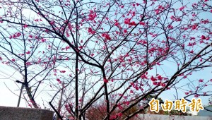 后里泰安櫻花開三成 緝毒犬A弟喜迎賓 