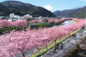 日本櫻花最前線 這個小鎮花多到滿出來
