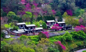 網路瘋傳萬大電廠櫻花美景 可惜…不是今年的