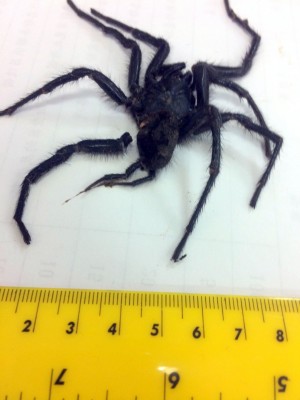 驚 超市買香蕉 竟把 致命蜘蛛 帶回家 國際 自由時報電子報