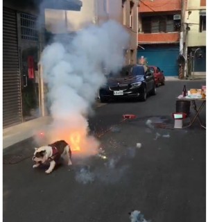 狗界寒單爺？ 放鞭炮鬥牛犬衝入開心玩…網友驚呆