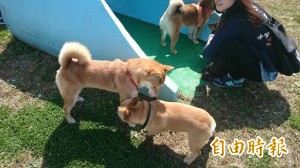 毛小孩飼養風盛 寵物險夯