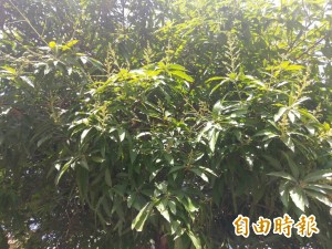 芒果早花開 農民憂連年盛產價崩