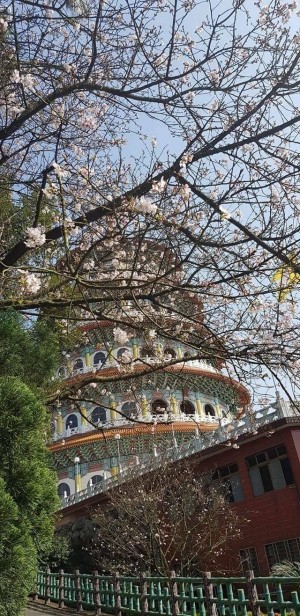 大湳圳 櫻花步道 啟用桃園八德賞櫻新景點 生活 自由時報電子報