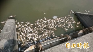 疑天熱溶氧量不足梧棲又傳大量死魚 生活 自由時報電子報