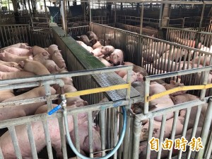 毛豬價格跌3成 民眾怨買豬肉一樣貴