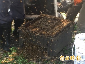 南投 蜂 災再起 又是芬普尼惹禍蜜蜂大量暴斃 生活 自由時報電子報