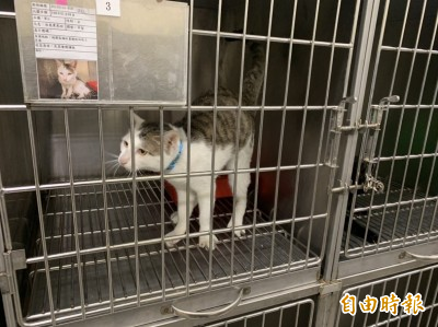 瞎!無良飼主叫Uber丟包收容所3幼貓感染眼球脫落幾全盲- 社會- 自由