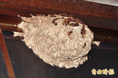 遭虎頭蜂叮 婦怒告動保處要求國賠…
