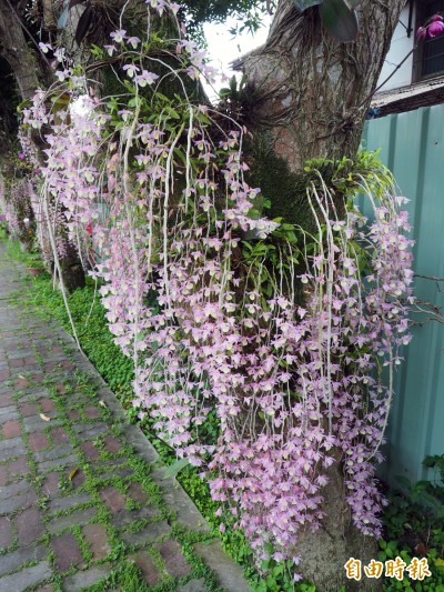 白河石斛蘭瀑布綻放今年花期恐怕 生活 自由時報電子報