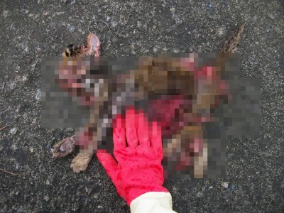 石虎版六四！ 苗縣石虎保育自治條例議會退回當天 又有石虎被路殺